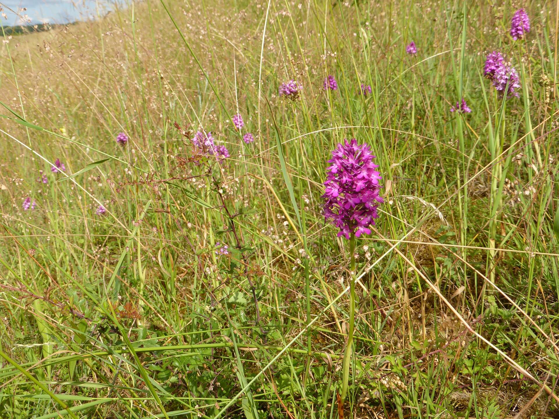 Image of Pyramidal orchid