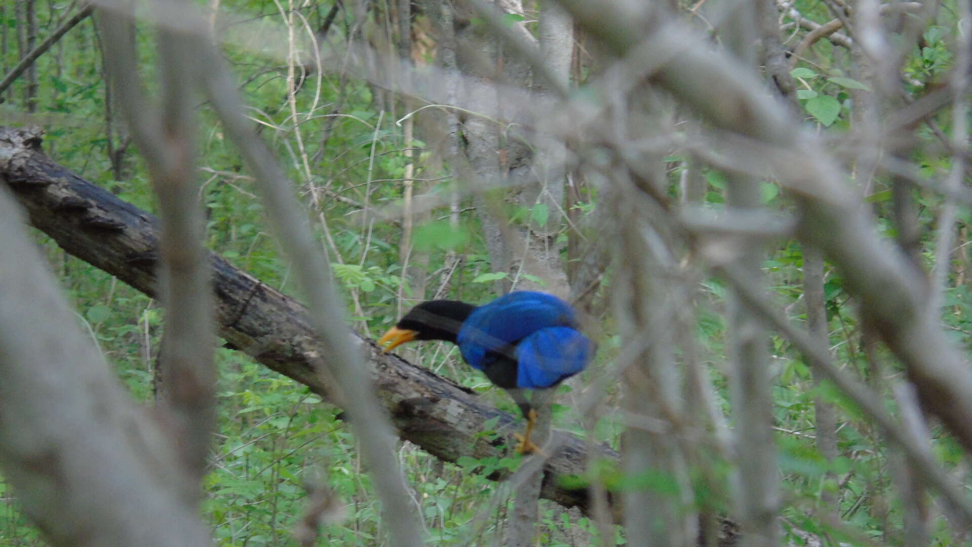 Image of Purplish-backed Jay