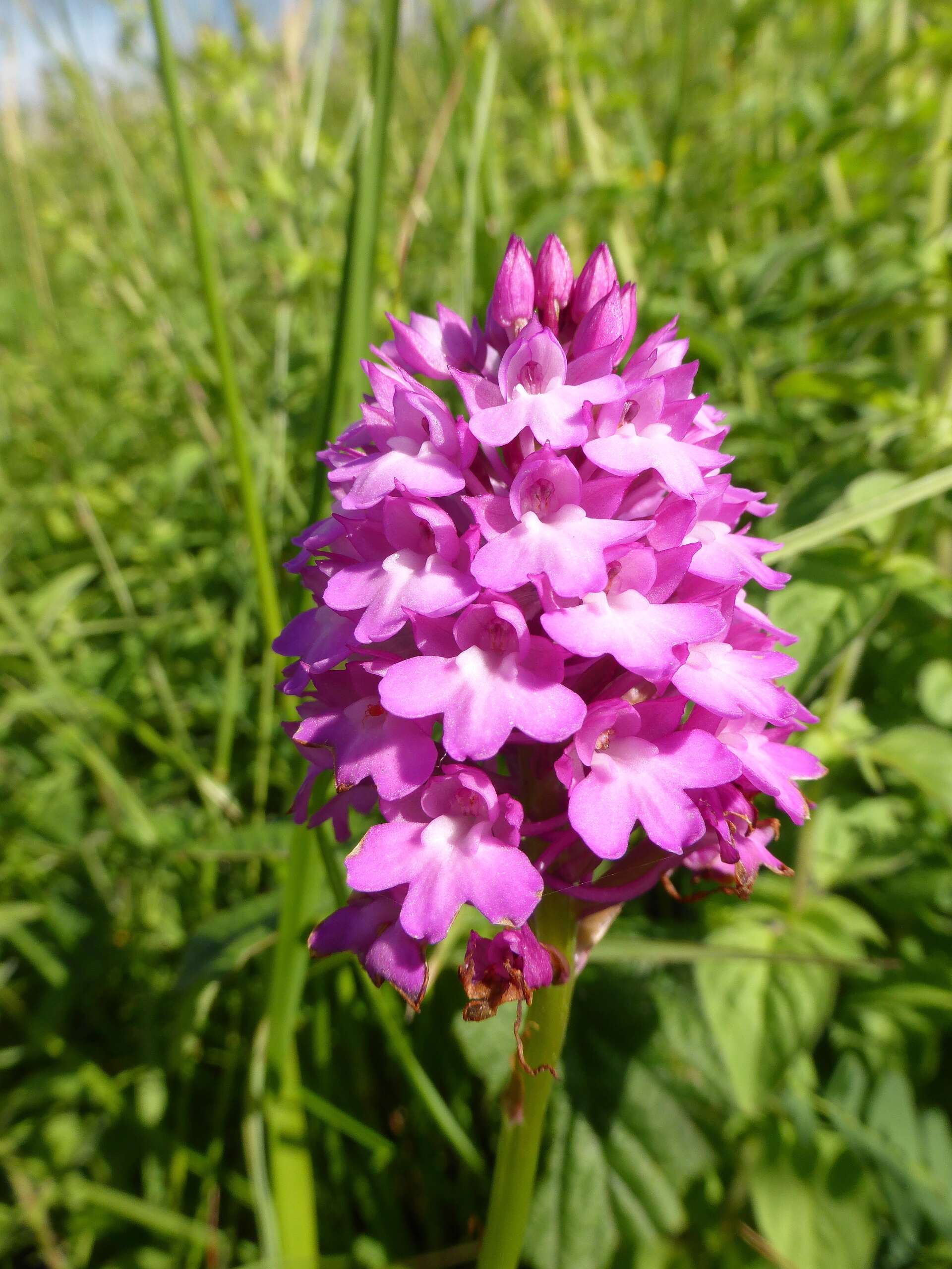 صورة Anacamptis pyramidalis (L.) Rich.