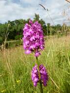 صورة Anacamptis pyramidalis (L.) Rich.