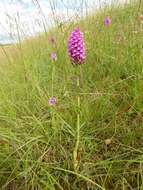 صورة Anacamptis pyramidalis (L.) Rich.