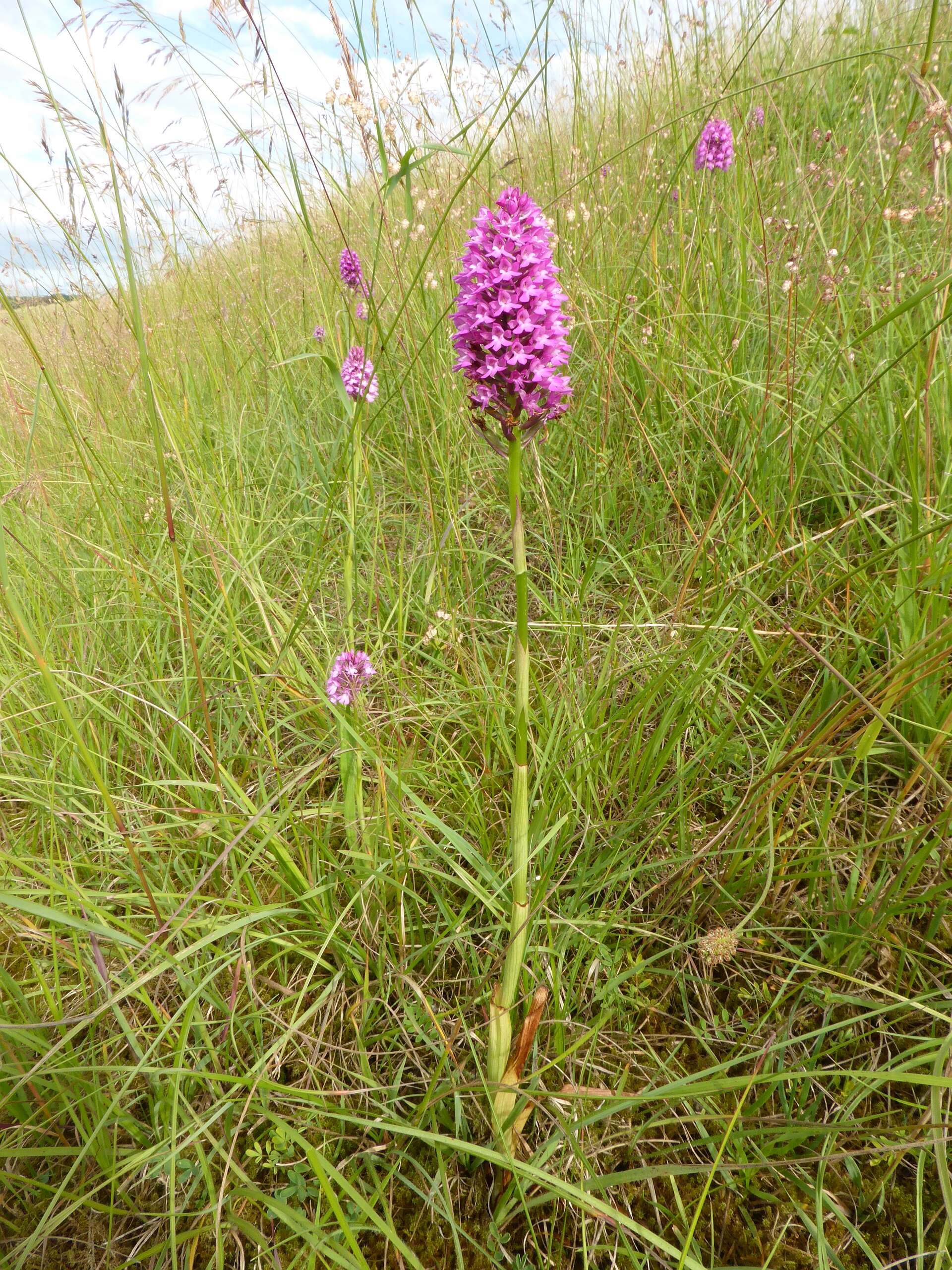 صورة Anacamptis pyramidalis (L.) Rich.