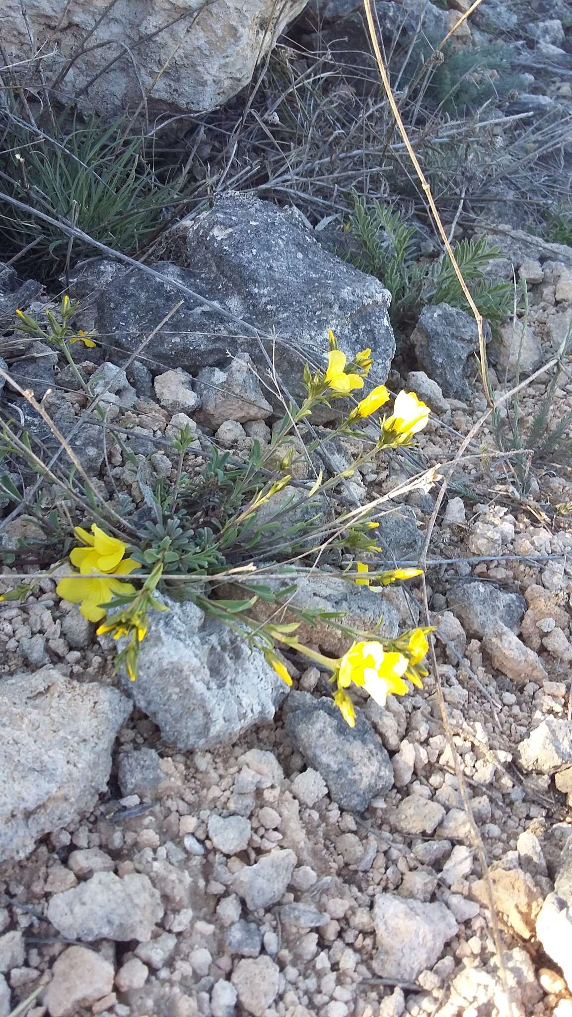 Image of Linum tauricum Willd.