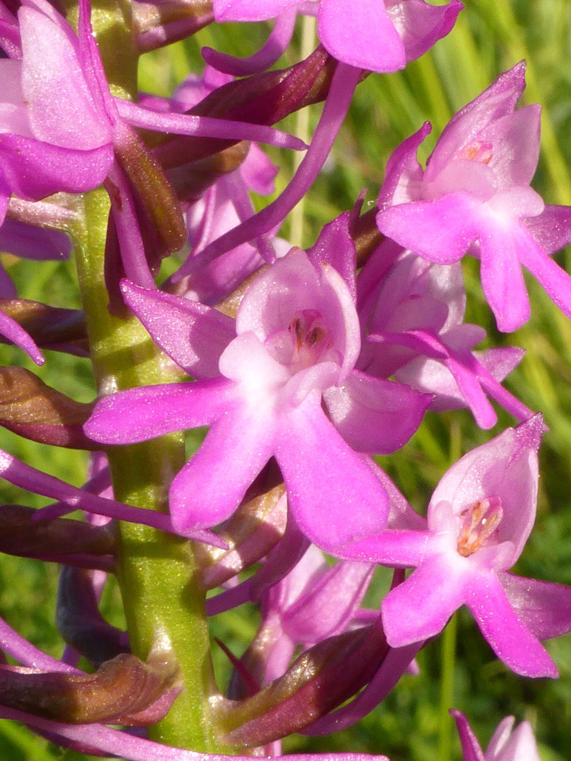 صورة Anacamptis pyramidalis (L.) Rich.