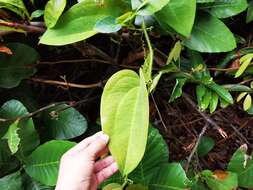 Image of Smilax setosa Miq.