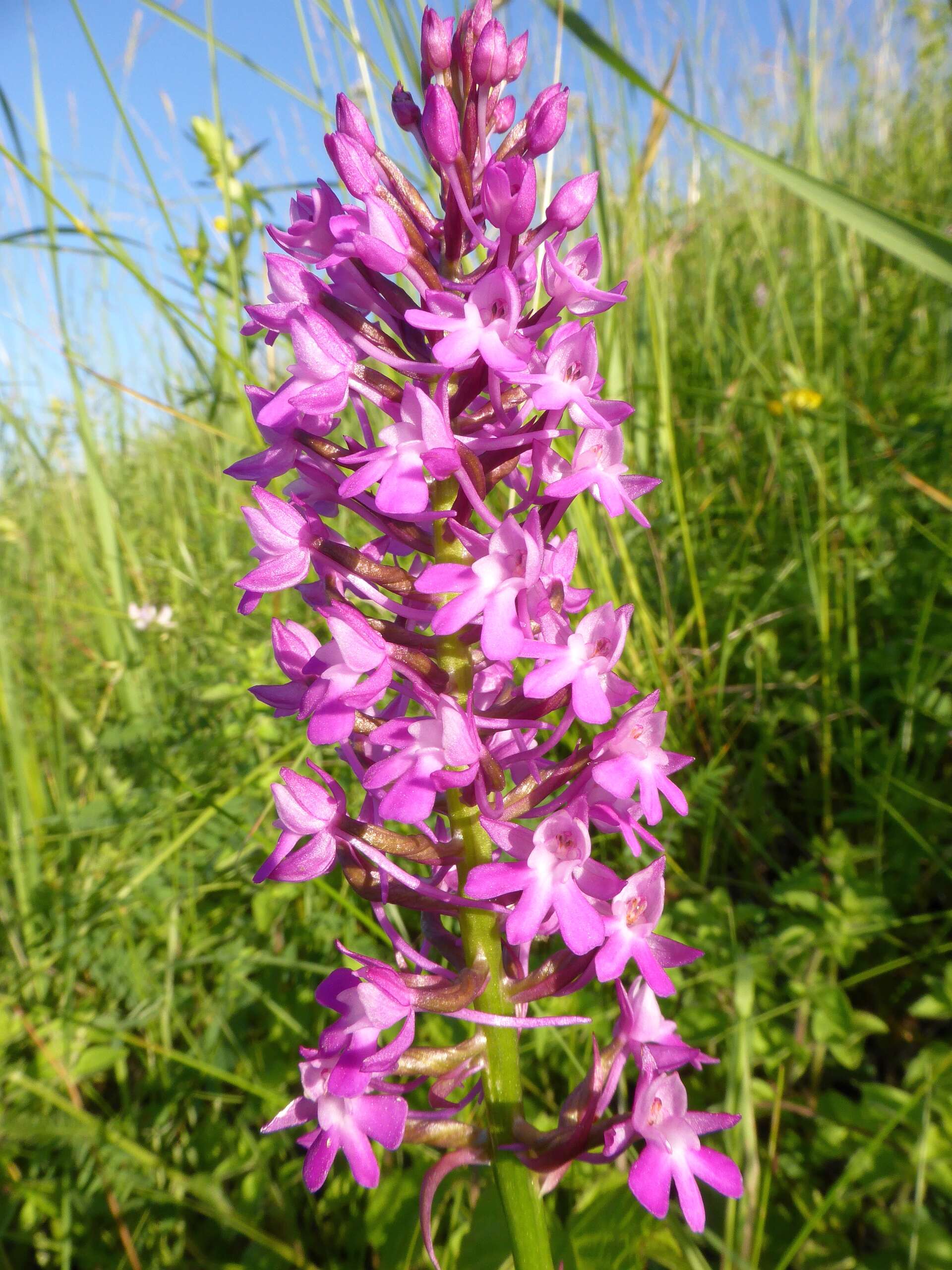 صورة Anacamptis pyramidalis (L.) Rich.