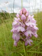 صورة Anacamptis pyramidalis (L.) Rich.