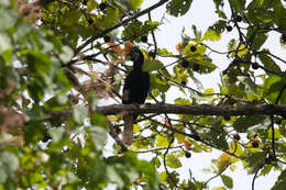 Image of Knobbed Hornbill