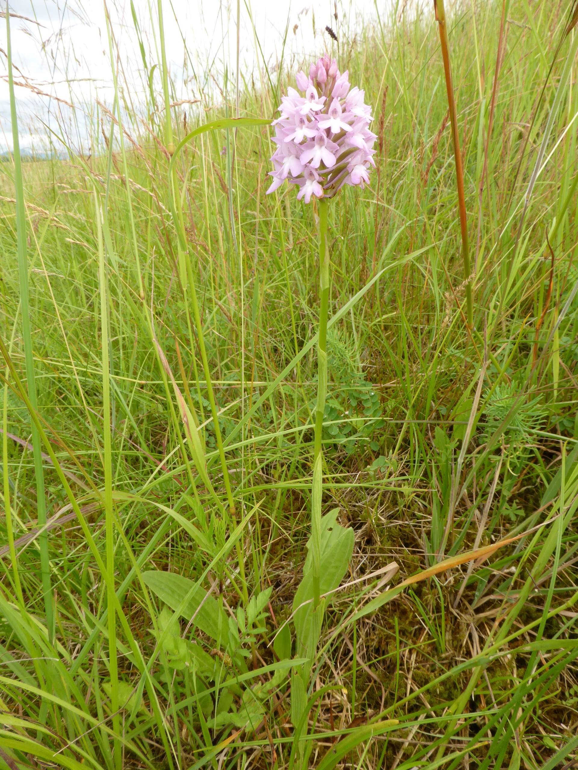 صورة Anacamptis pyramidalis (L.) Rich.