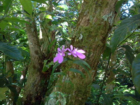 Image of Epidendrum centropetalum Rchb. fil.