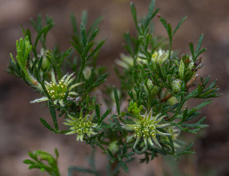 Imagem de Actinotus glomeratus Benth.