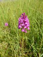 صورة Anacamptis pyramidalis (L.) Rich.