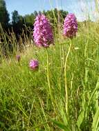 صورة Anacamptis pyramidalis (L.) Rich.