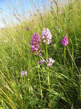 صورة Anacamptis pyramidalis (L.) Rich.