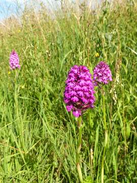 صورة Anacamptis pyramidalis (L.) Rich.