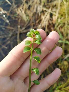 Image of Cardamine dentata Schult.