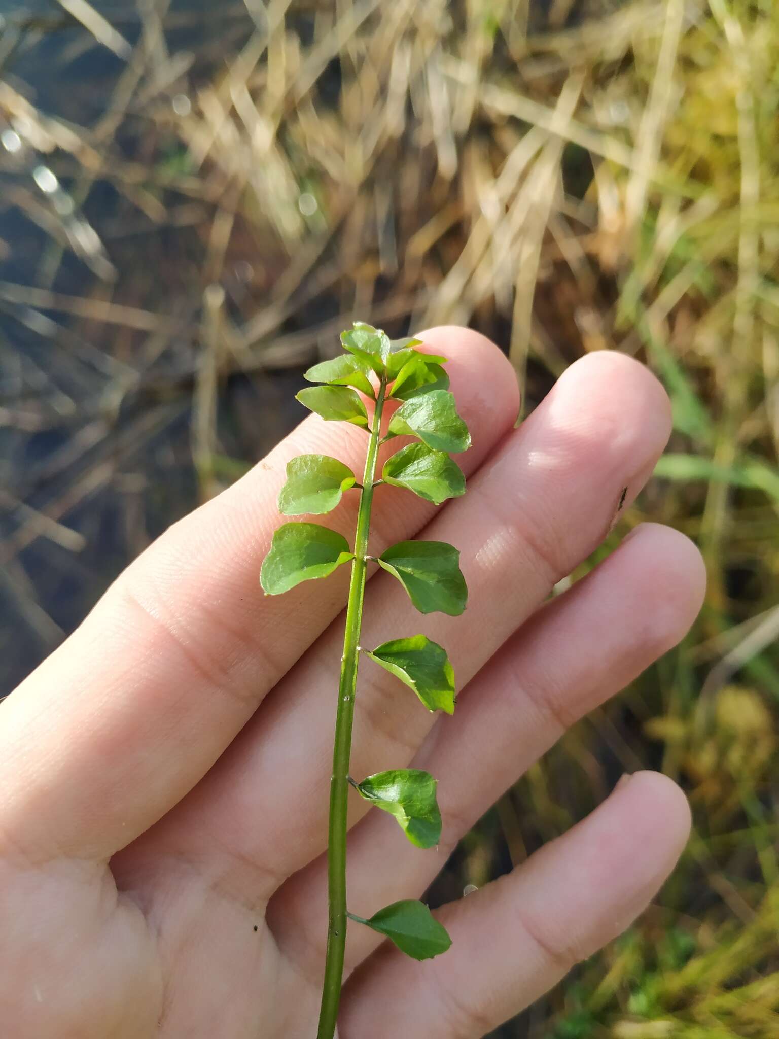 Слика од Cardamine dentata Schult.