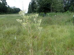 Image of Arnoglossum ovatum (Walter) H. Rob.