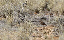 صورة Eremopterix australis (Smith & A 1836)