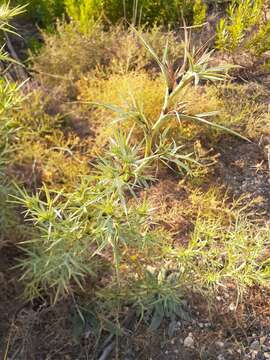 Image of Eryngium glomeratum Lam.