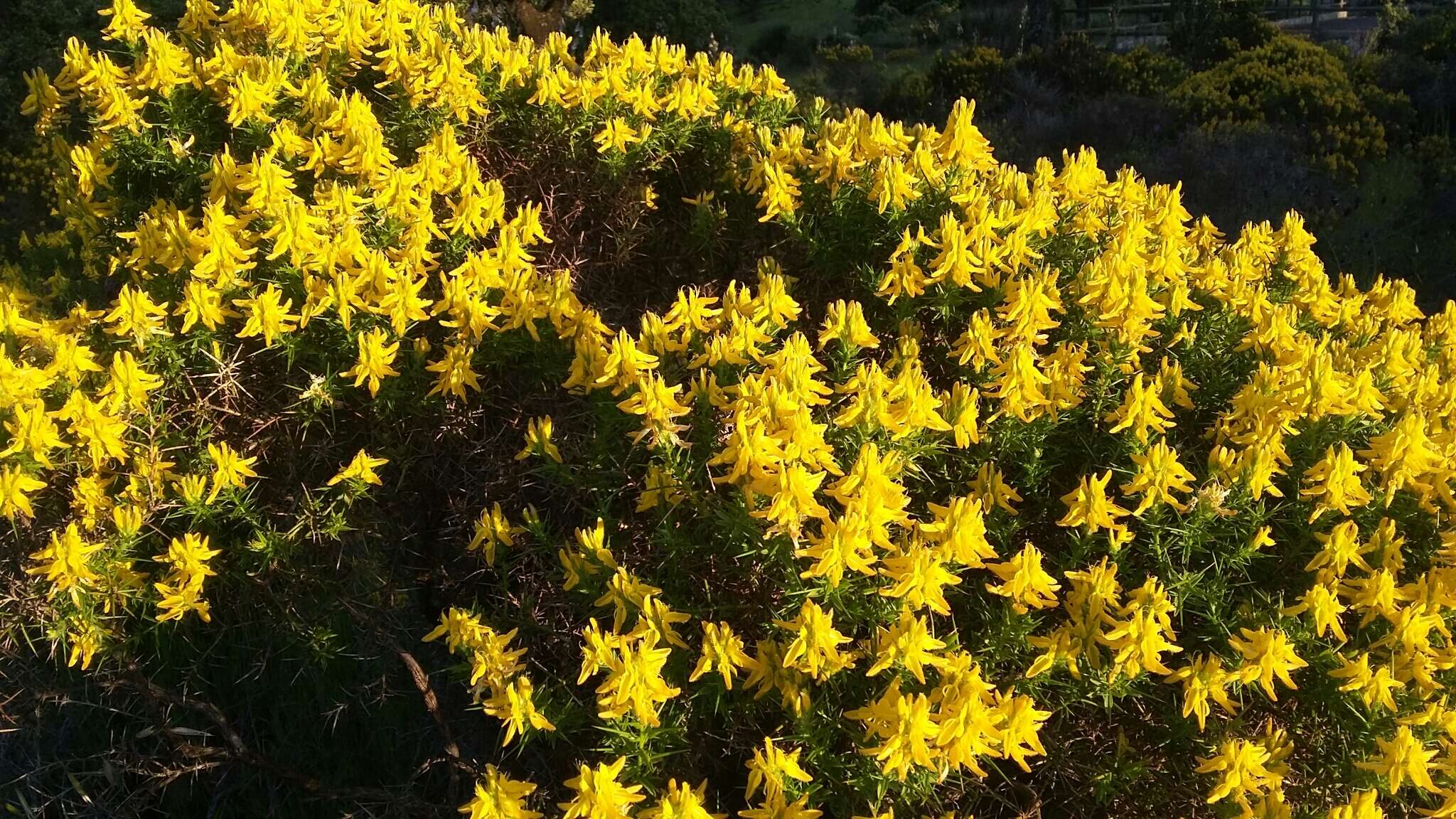 صورة Genista hirsuta M. Vahl