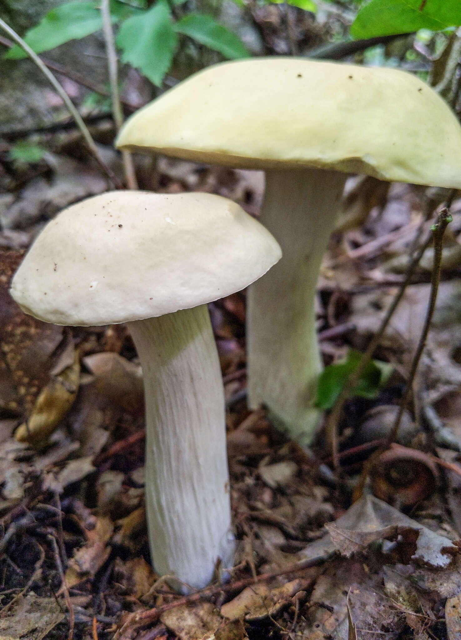 Sivun Boletus nobilis Peck 1905 kuva