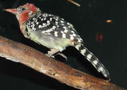 Image of Red-and-yellow Barbet