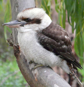 Image of Kookaburra