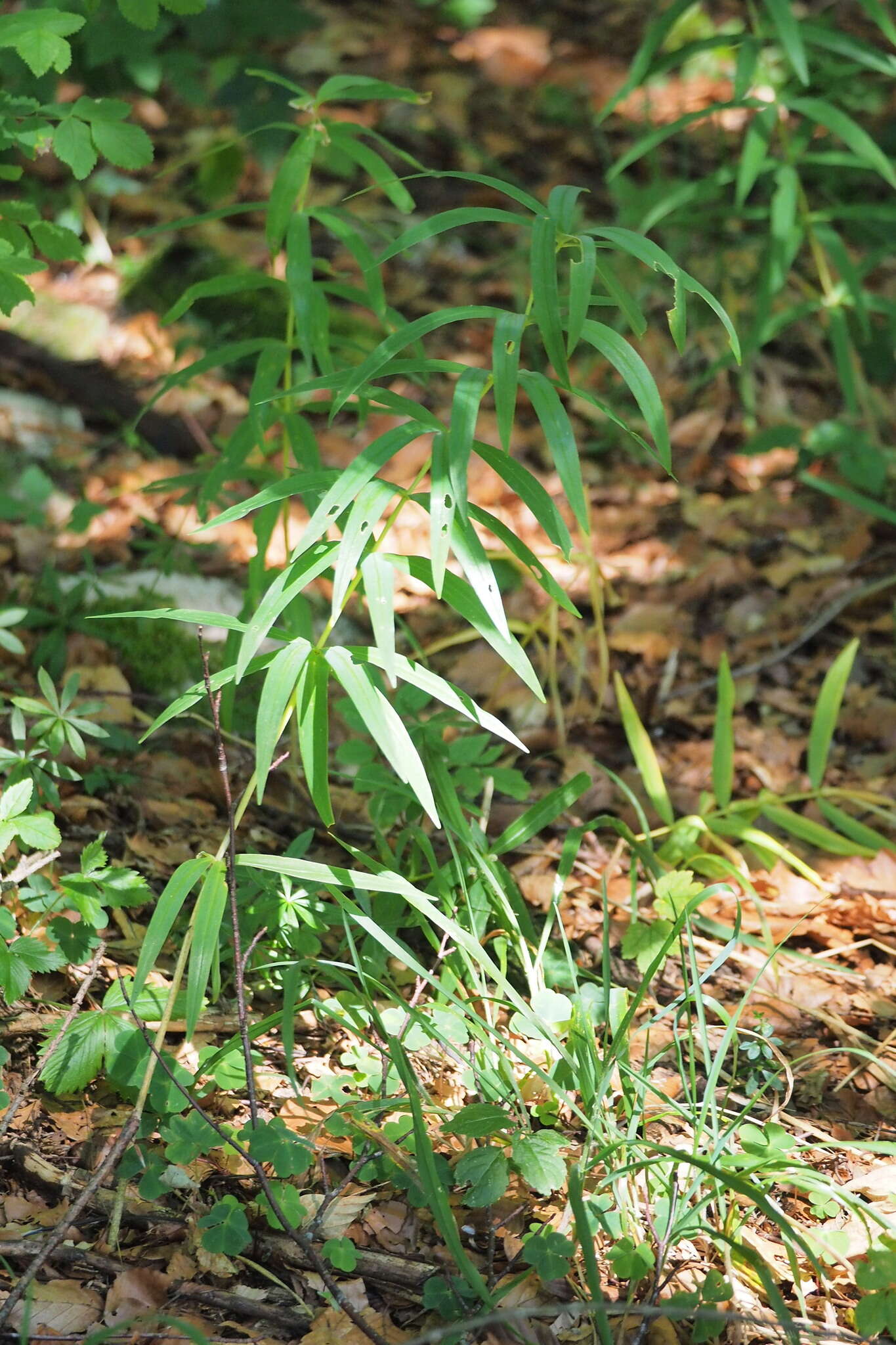 Слика од Polygonatum verticillatum (L.) All.