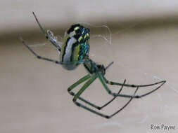 Image of Leucauge venusta (Walckenaer 1841)