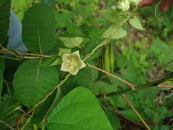 Sivun Dictyanthus asper (Mill.) W. D. Stevens kuva