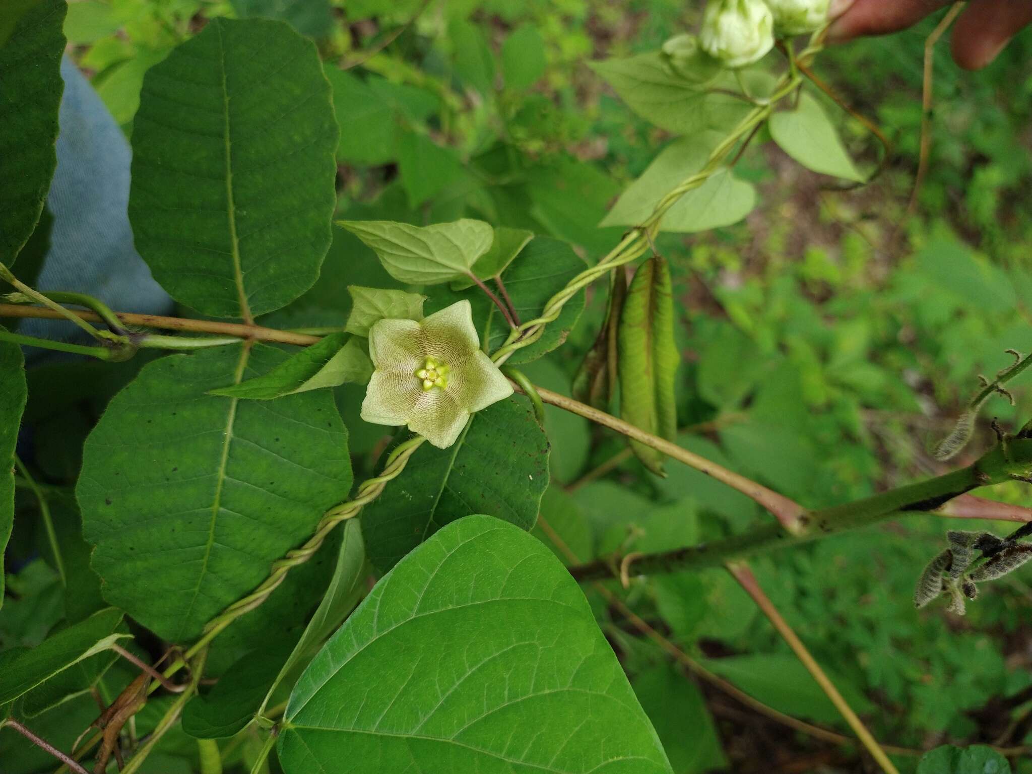 Sivun Dictyanthus asper (Mill.) W. D. Stevens kuva