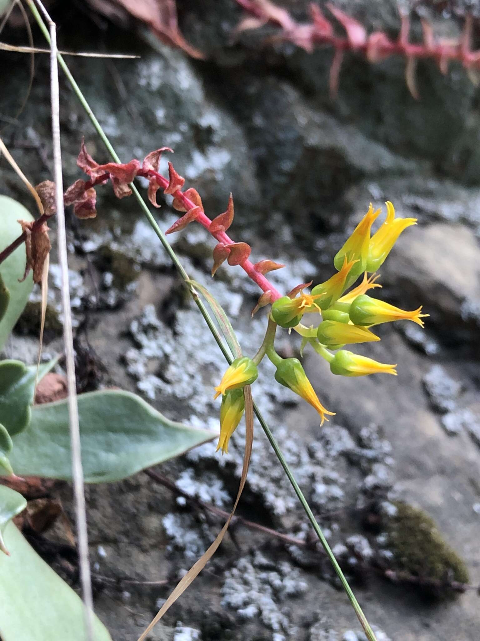 Plancia ëd Dudleya cymosa subsp. ovatifolia (Britt.) Moran