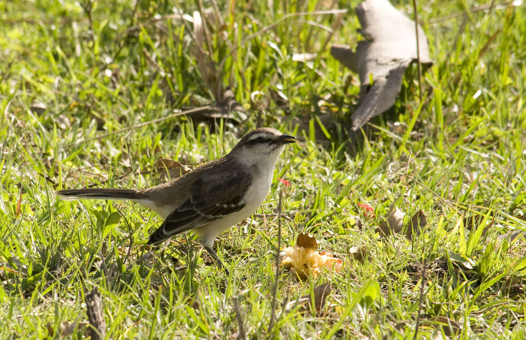 Image of Chalk-browed Mockingbird