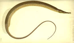 Image of Entelurus