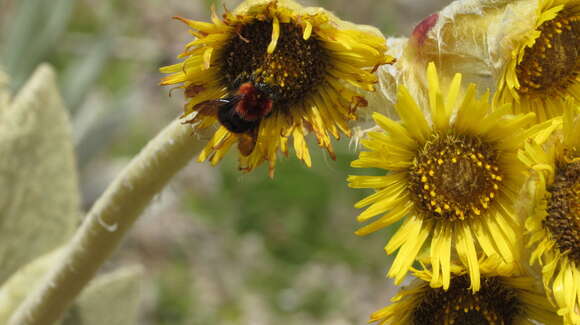 Image of Bombus rubicundus Smith 1854