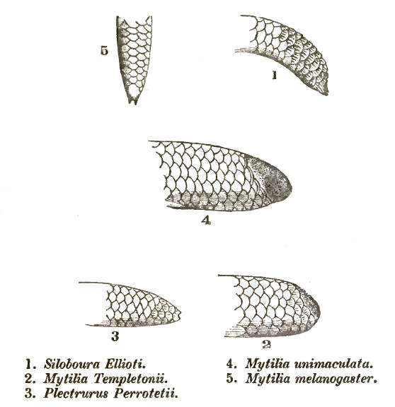 Image of shield-tailed snakes