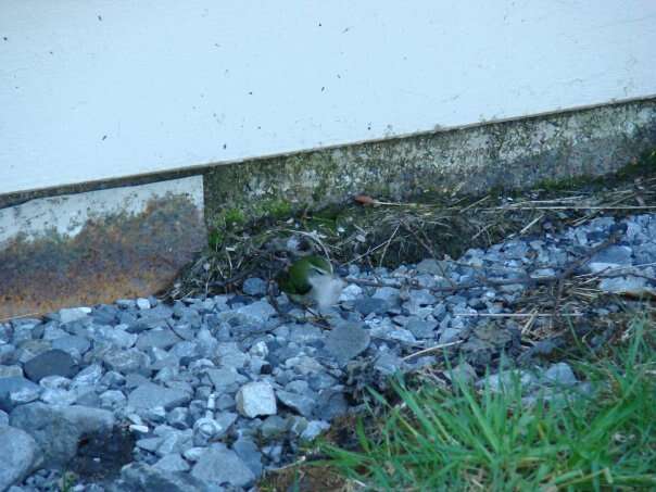 Image of New Zealand Wrens