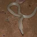 Image of Speckled Brown Snake