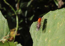 Image of Sargus caeruleapex McFadden 1982