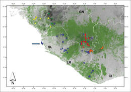 Odontobatrachus Barej, Rödel, Loader & Schmitz ex Barj, Rödel, Loader, Menegon, Gonwouo & Penner et al. 2014的圖片