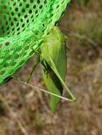 Image of Texas False Katydid