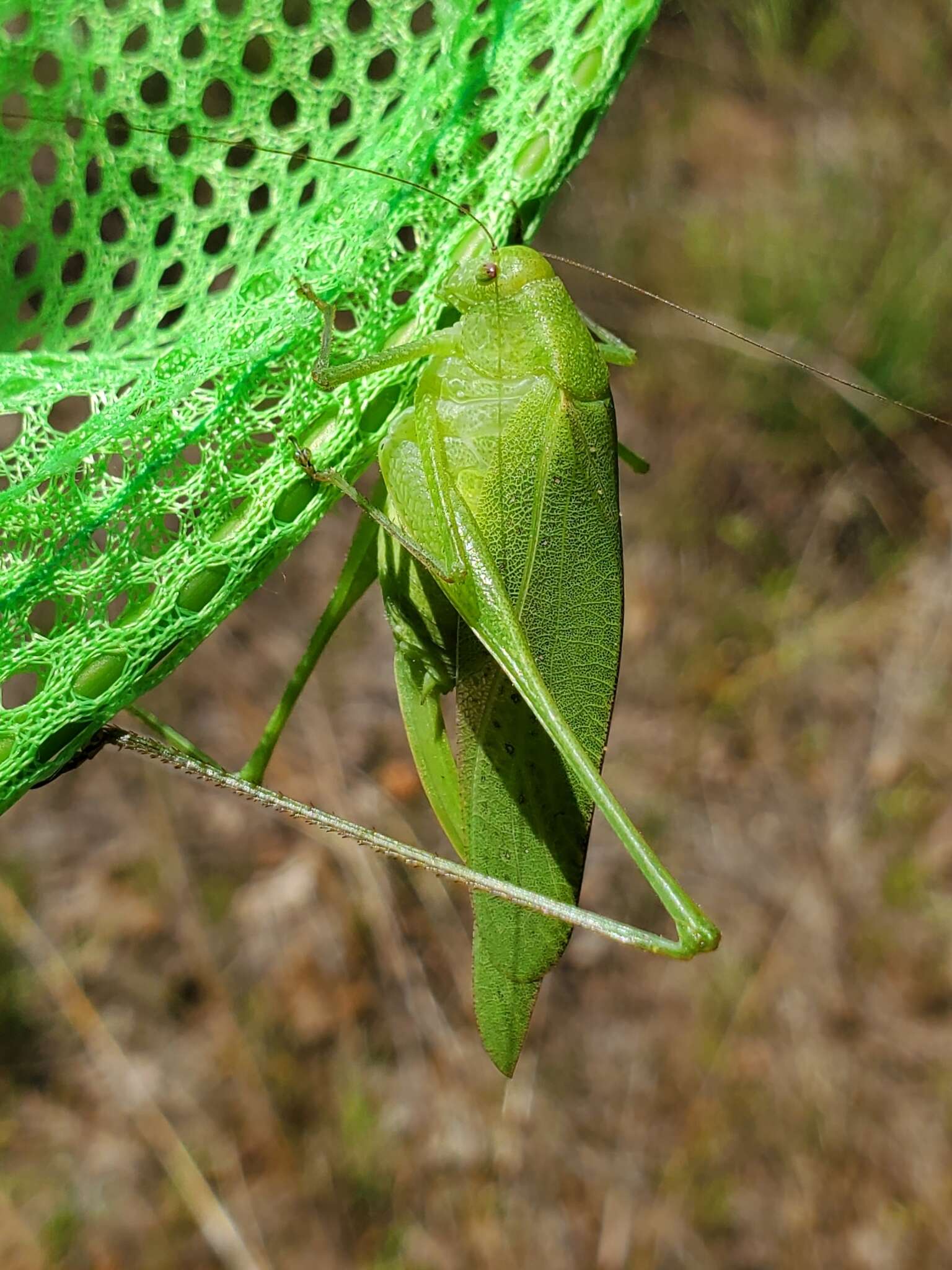 Sivun Amblycorypha huasteca (Saussure 1859) kuva