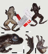 Odontobatrachus Barej, Rödel, Loader & Schmitz ex Barj, Rödel, Loader, Menegon, Gonwouo & Penner et al. 2014的圖片