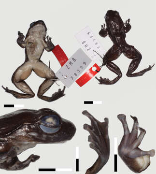 Odontobatrachus Barej, Rödel, Loader & Schmitz ex Barj, Rödel, Loader, Menegon, Gonwouo & Penner et al. 2014的圖片