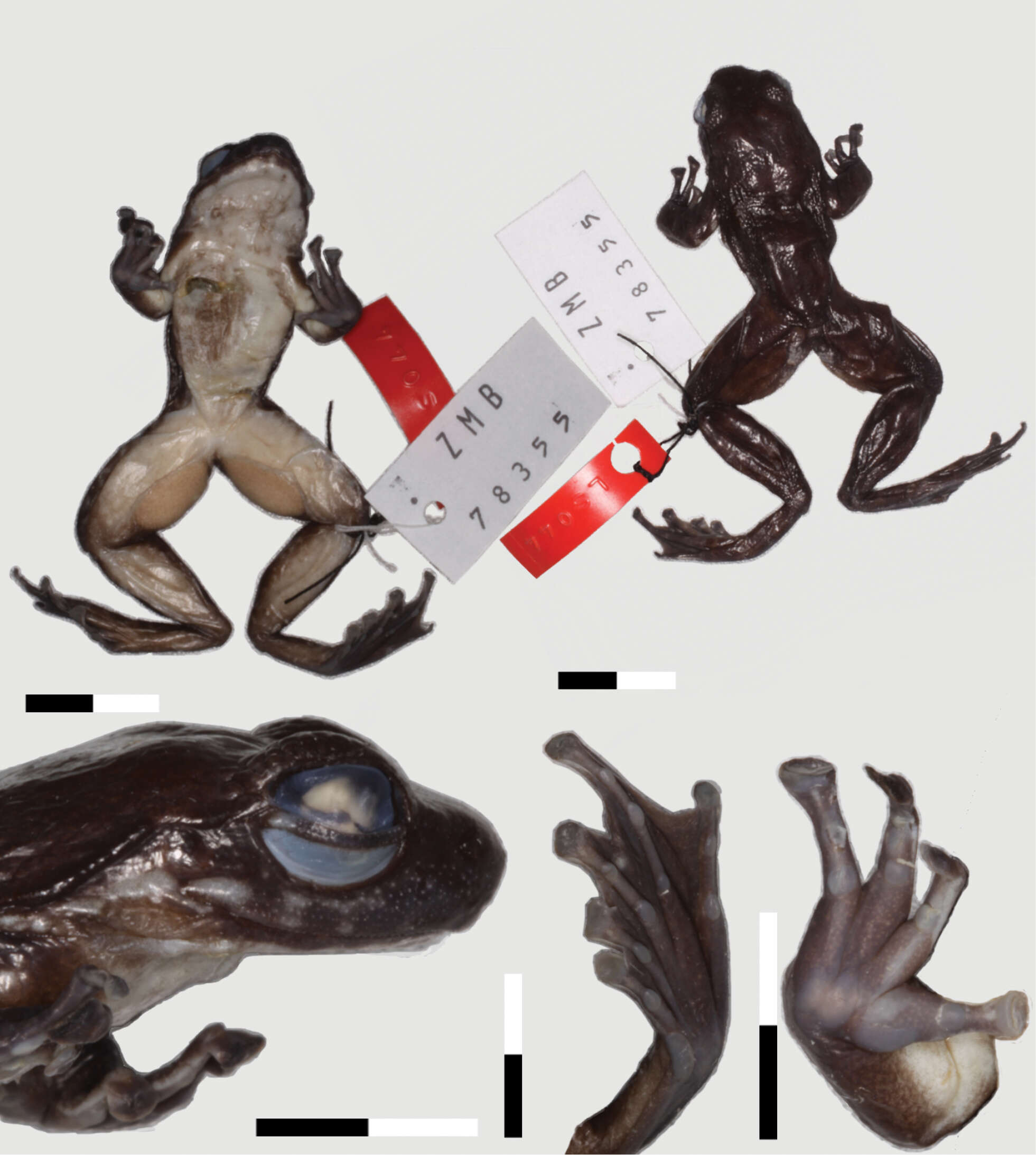 Image of Odontobatrachus Barej, Rödel, Loader & Schmitz ex Barj, Rödel, Loader, Menegon, Gonwouo & Penner et al. 2014