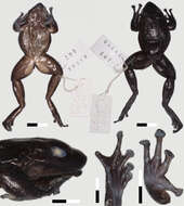 Odontobatrachus Barej, Rödel, Loader & Schmitz ex Barj, Rödel, Loader, Menegon, Gonwouo & Penner et al. 2014的圖片