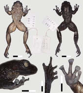 Odontobatrachus Barej, Rödel, Loader & Schmitz ex Barj, Rödel, Loader, Menegon, Gonwouo & Penner et al. 2014的圖片