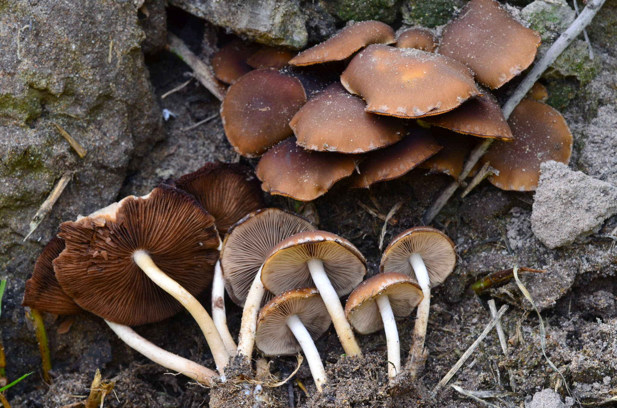 Image of Psathyrella piluliformis (Bull.) P. D. Orton 1969