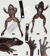 Odontobatrachus Barej, Rödel, Loader & Schmitz ex Barj, Rödel, Loader, Menegon, Gonwouo & Penner et al. 2014的圖片